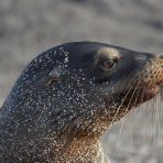  Sealion, Galapagos 2012